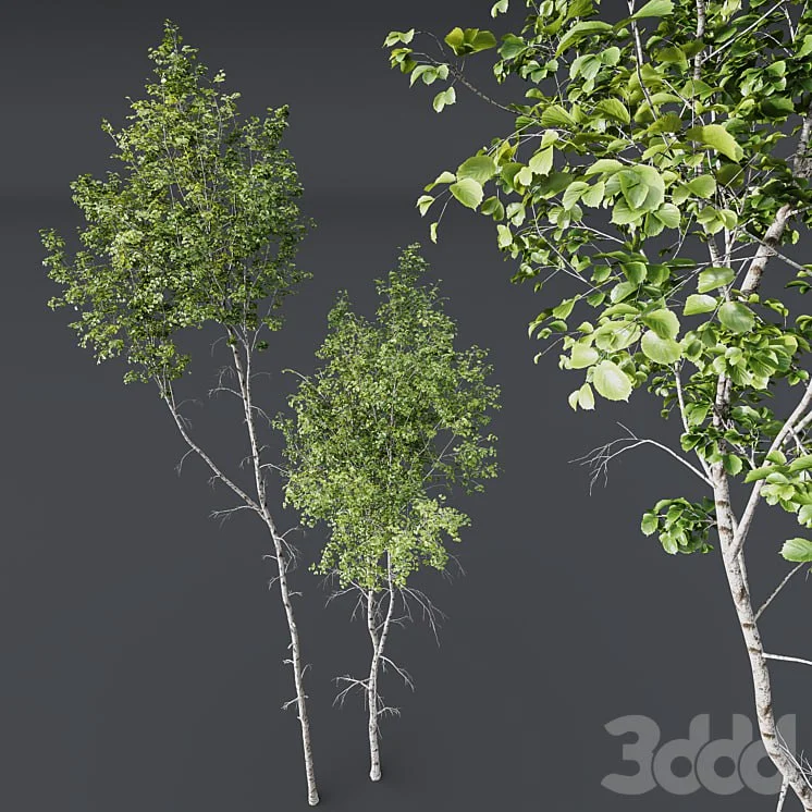 HQ Plants Betula Pendula02